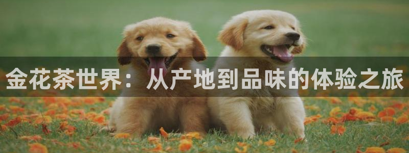 彩名堂计划官方客服
