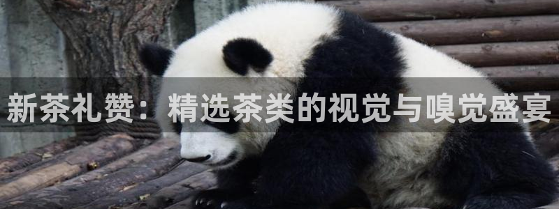 彩名堂计划软件下载