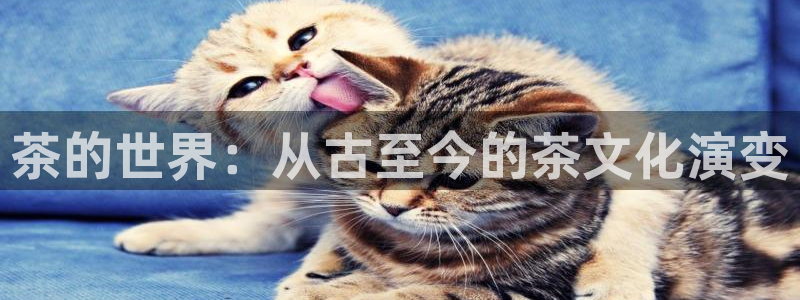 彩名堂50版本计划