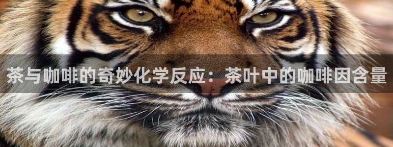 彩名堂跟哪种最好用